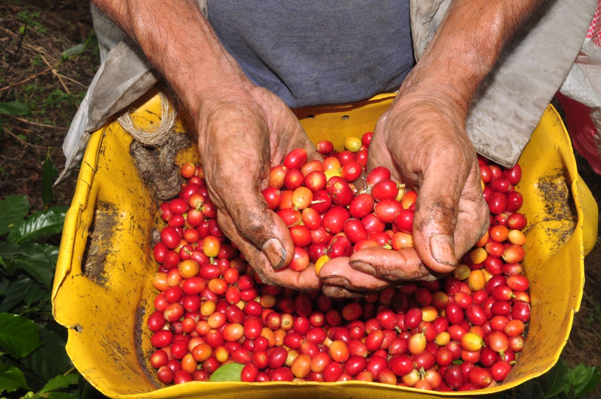 Café del Valle del Cauca Federación Nacional de