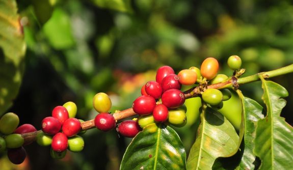 Producción de café de Colombia cae 12 % en marzo