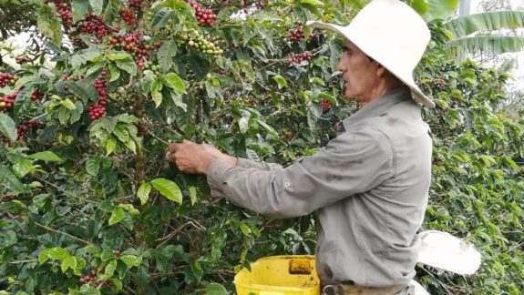 Producción de café de Colombia crece 11% en febrero
