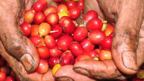 Producción de café de Colombia en 2020 fue de 13,9 millones de sacos