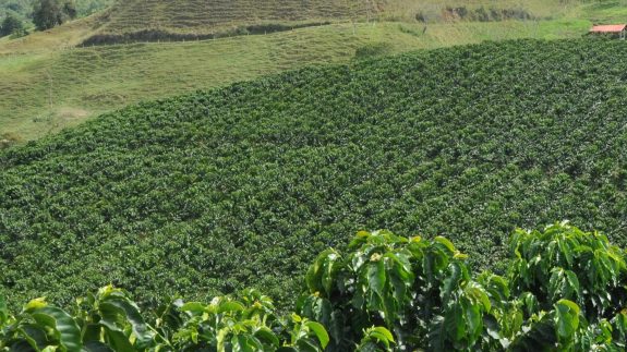 Exportaciones de café de Colombia caen 11% en junio