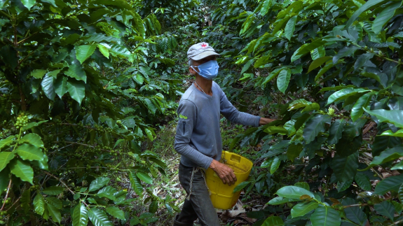 Producción de café de Colombia aumenta 30% en marzo