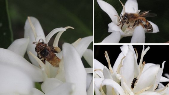 Caficultura colombiana alberga al menos 88 especies nativas de abejas