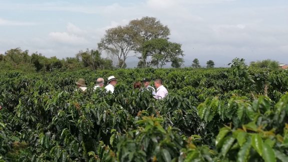 Café crece 21,4% en primer trimestre y jalona PIB agropecuario de 3,3%