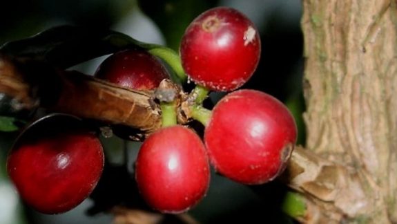 Producción de café de Colombia cae 10 % en junio