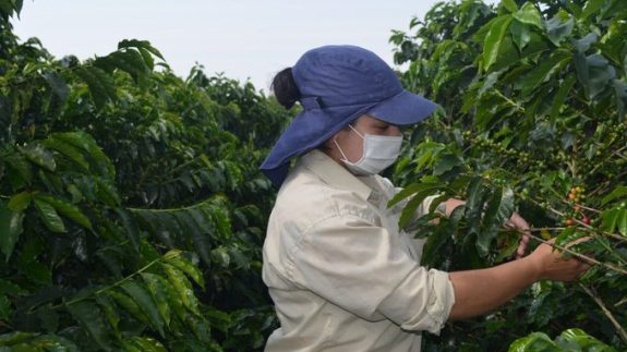 Reco, espacio de encuentro de los caficultores y RECOlectores para la cosecha cafetera