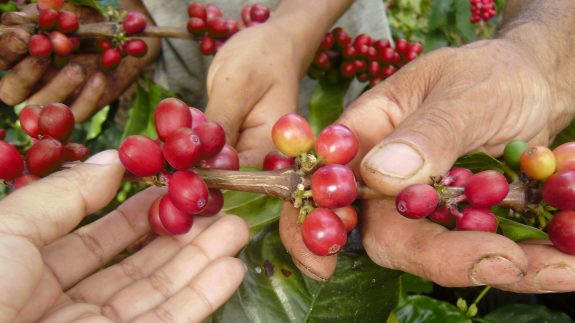 Producción anual de café de Colombia cierra en el 2022 en 11,1 millones de sacos