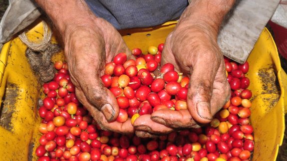 Producción de café de Colombia sube 10% en febrero