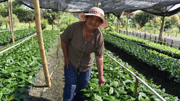 Caficultoras del Valle del Cauca, madres cabeza de hogar, recibieron donación de colinos
