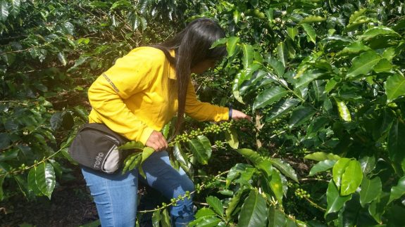 Servicio de Extensión realizó evaluación de broca en el Valle del Cauca