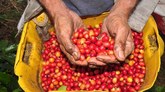El buen año del sector cafetero: más de $20 billones inyectó en la economía