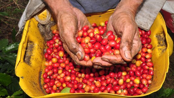 El Valle del Cauca tendrá una gran cosecha cafetera