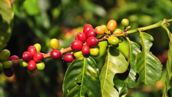 Estamos listos para la cosecha cafetera