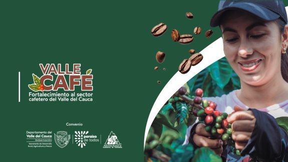 Valle del Cauca consolida su caficultura como motor rural con más de 23.500 familias productoras