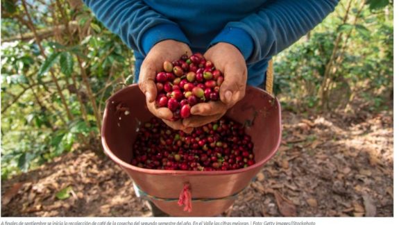 Nuestra cosecha cafetera fue noticia en el Diario El País